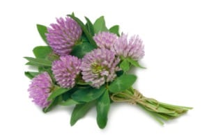 Фитоестрогени – ключово действие и приложение