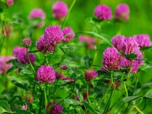 Горещи вълни при менопауза – природата има решение