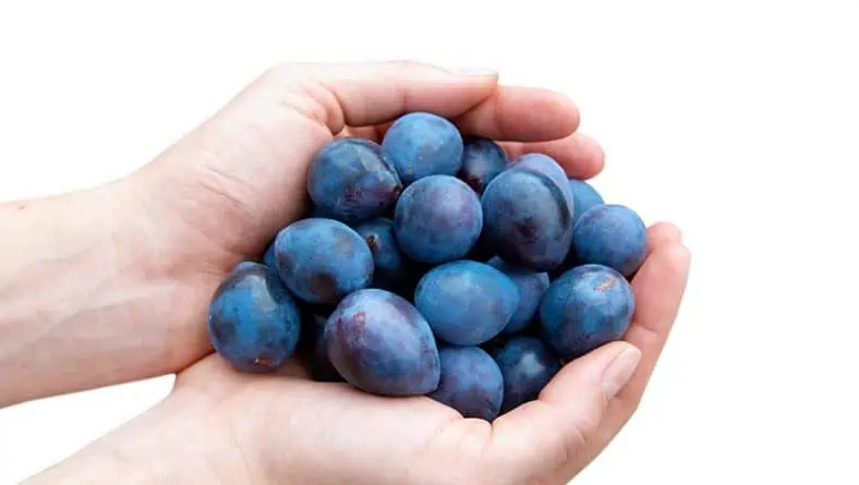 Сини сливи за превенция на остеопороза след менопауза